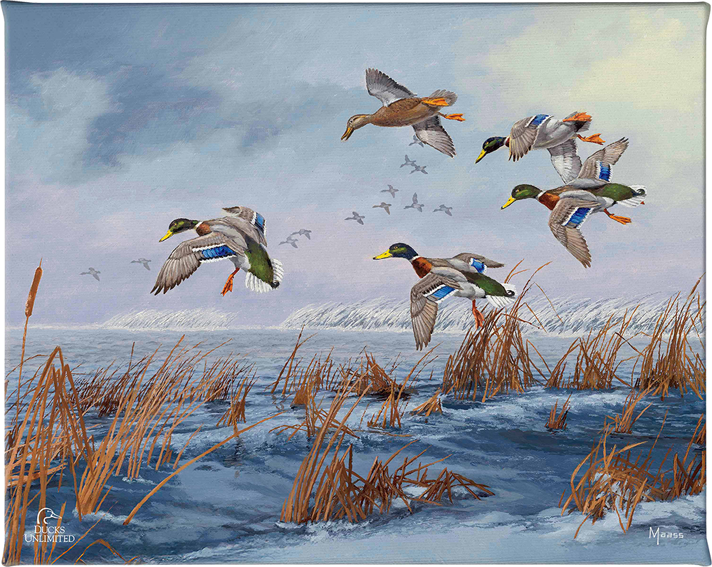 After a Passing Squall Gallery Wrapped Canvas - Official Ducks Unlimited