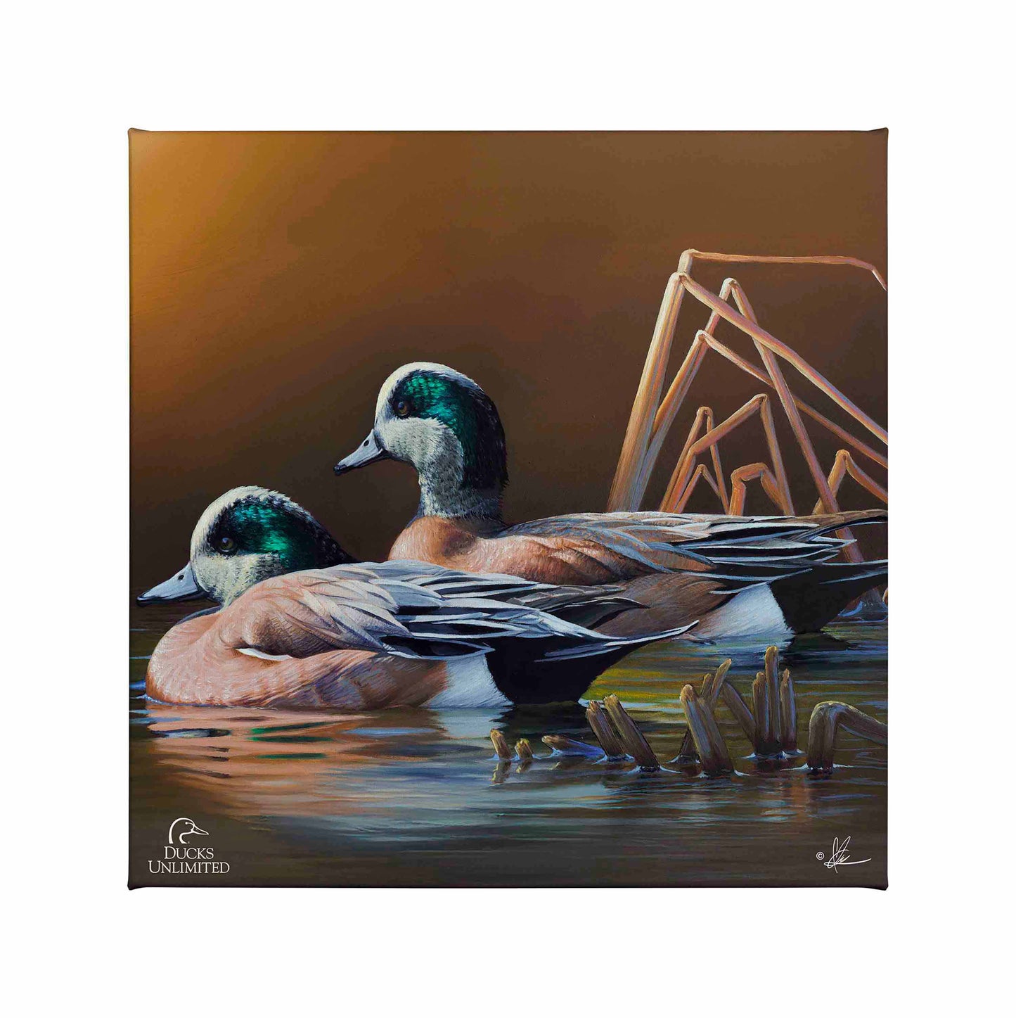 American Widgeon Gallery Wrapped Canvas - Official Ducks Unlimited Art