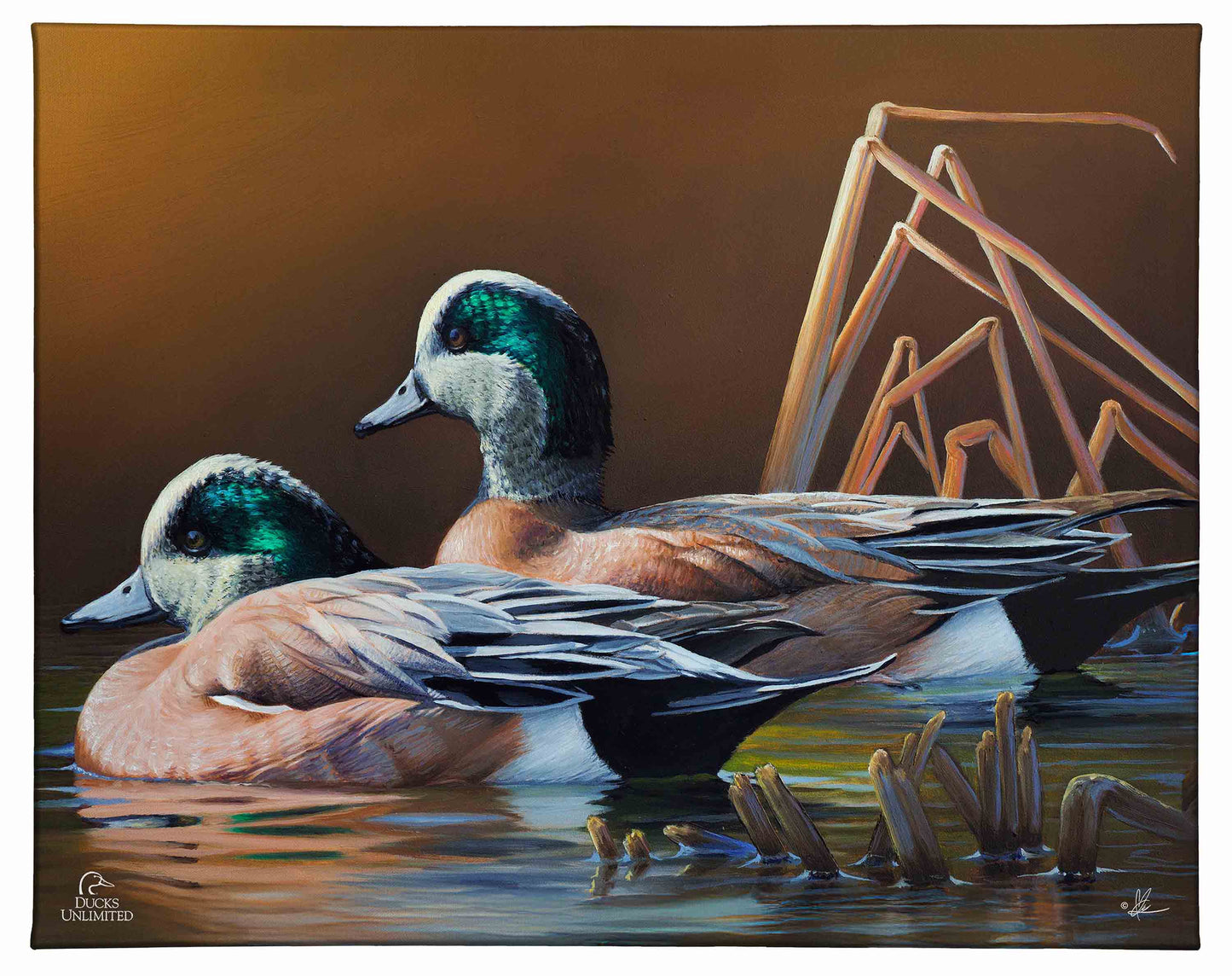 American Widgeon Gallery Wrapped Canvas - Official Ducks Unlimited Art