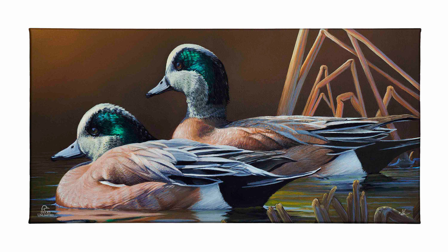American Widgeon Gallery Wrapped Canvas - Official Ducks Unlimited Art