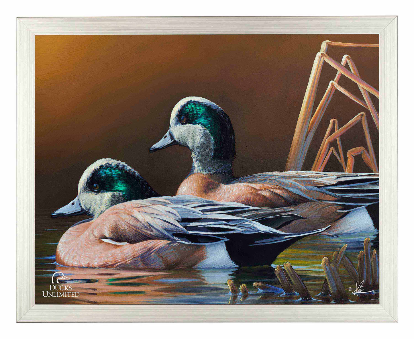 American Widgeon Art Prints - Official Ducks Unlimited Art