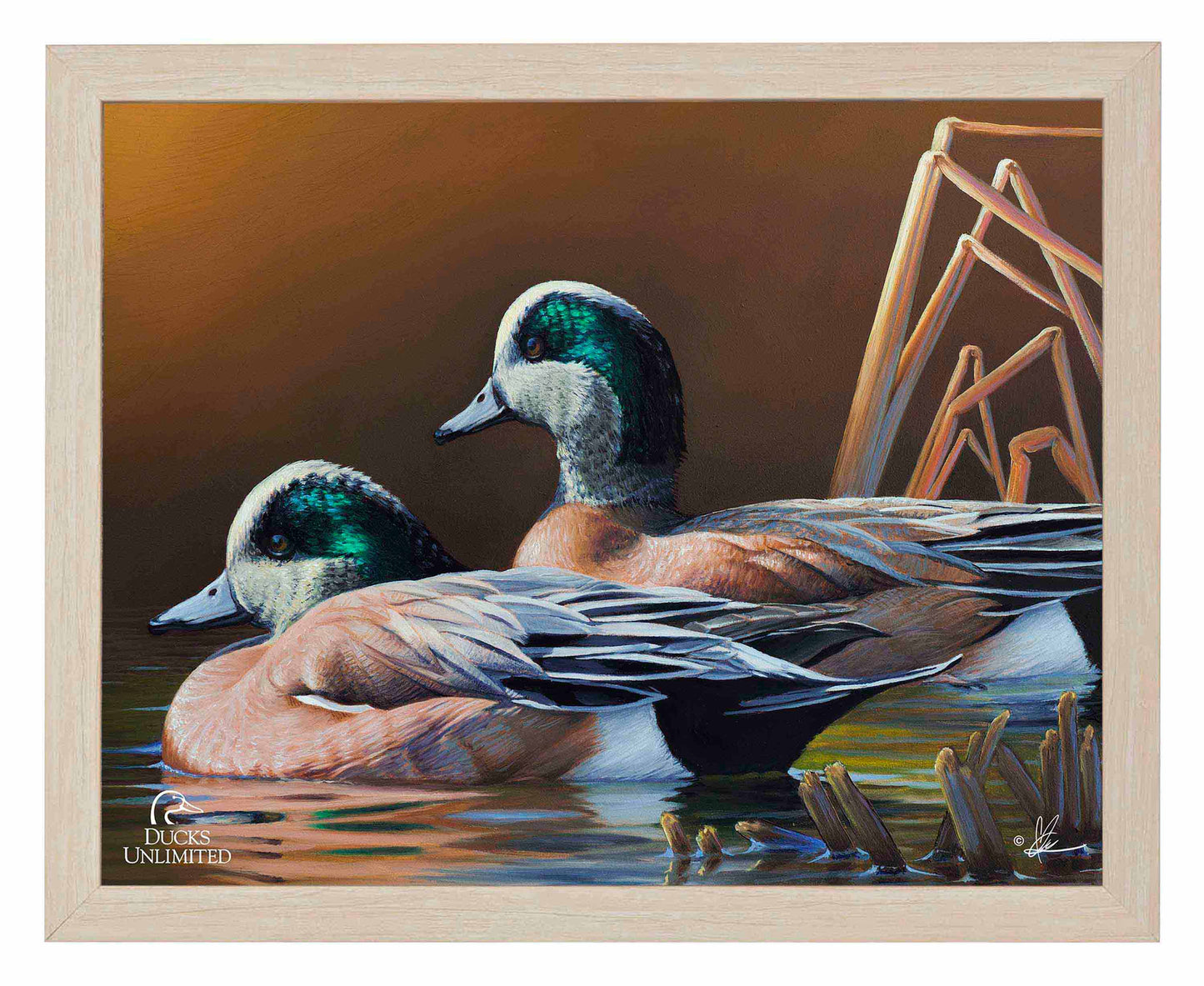 American Widgeon Art Prints - Official Ducks Unlimited Art