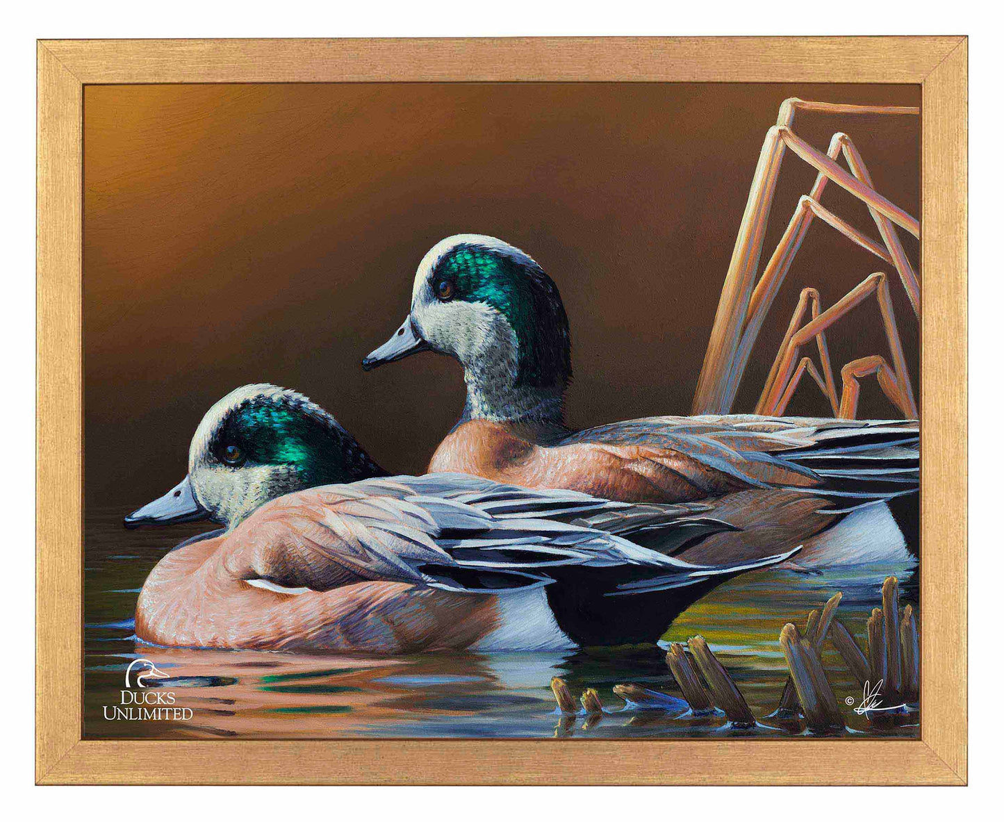 American Widgeon Art Prints - Official Ducks Unlimited Art