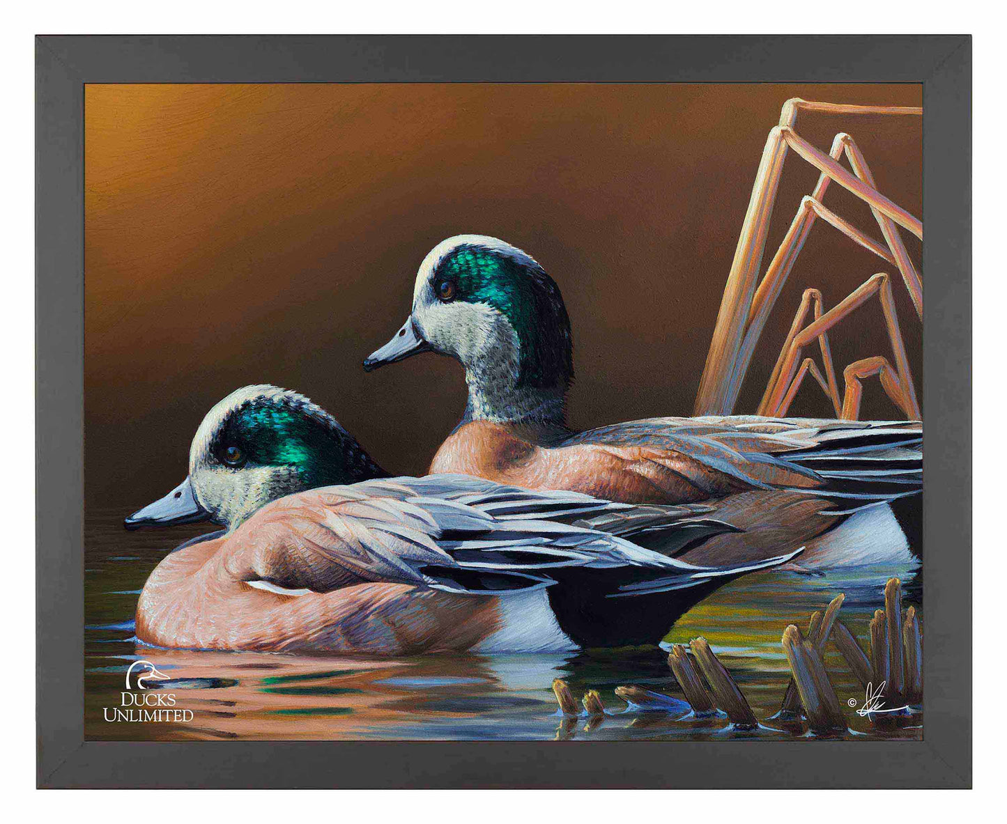 American Widgeon Art Prints - Official Ducks Unlimited Art