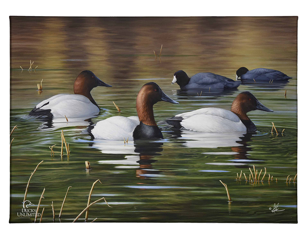 Among Kings and Paupers Gallery Wrapped Canvas - Official Ducks Unlimited Art