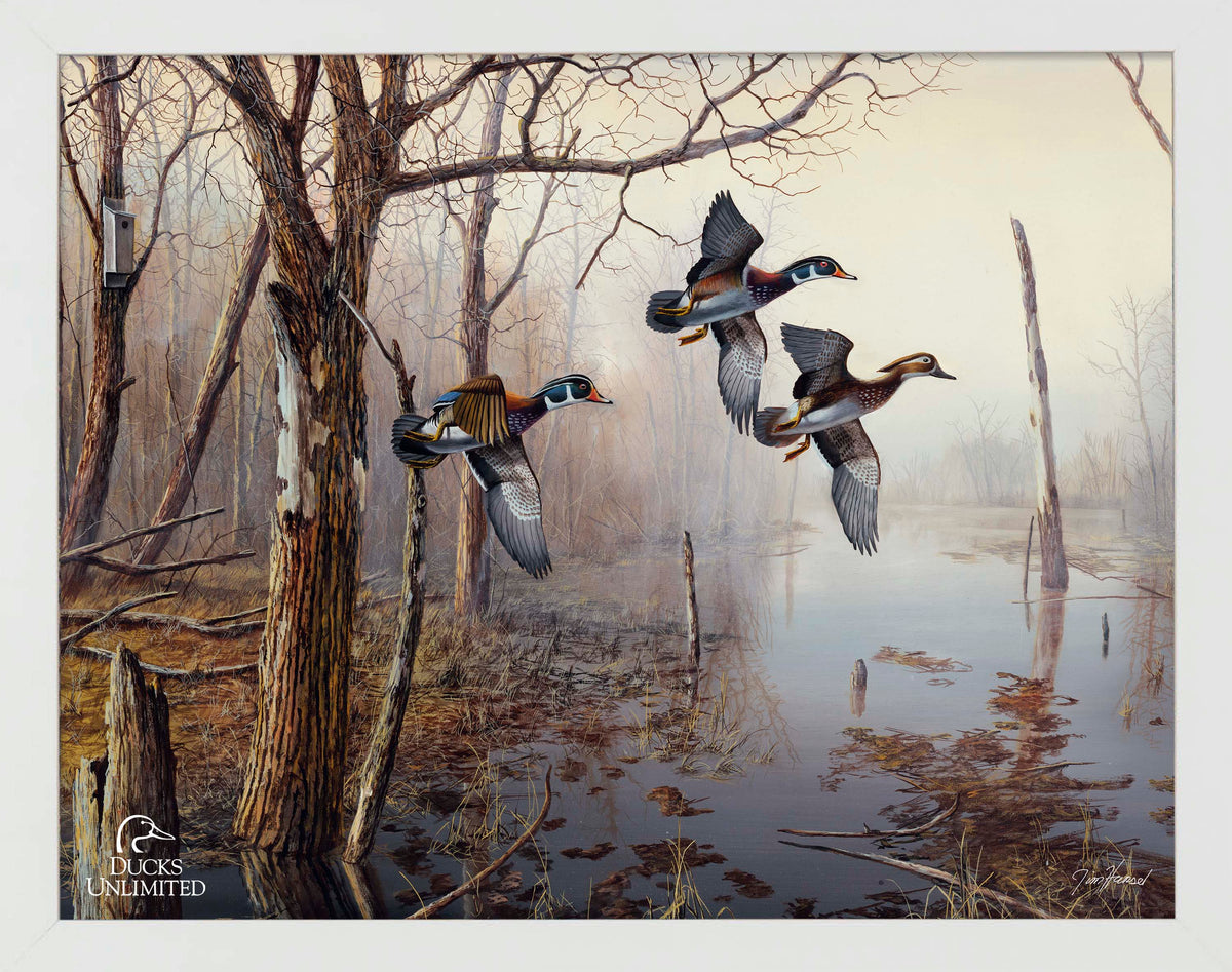 Backwater Art Prints - Official Ducks Unlimited Art