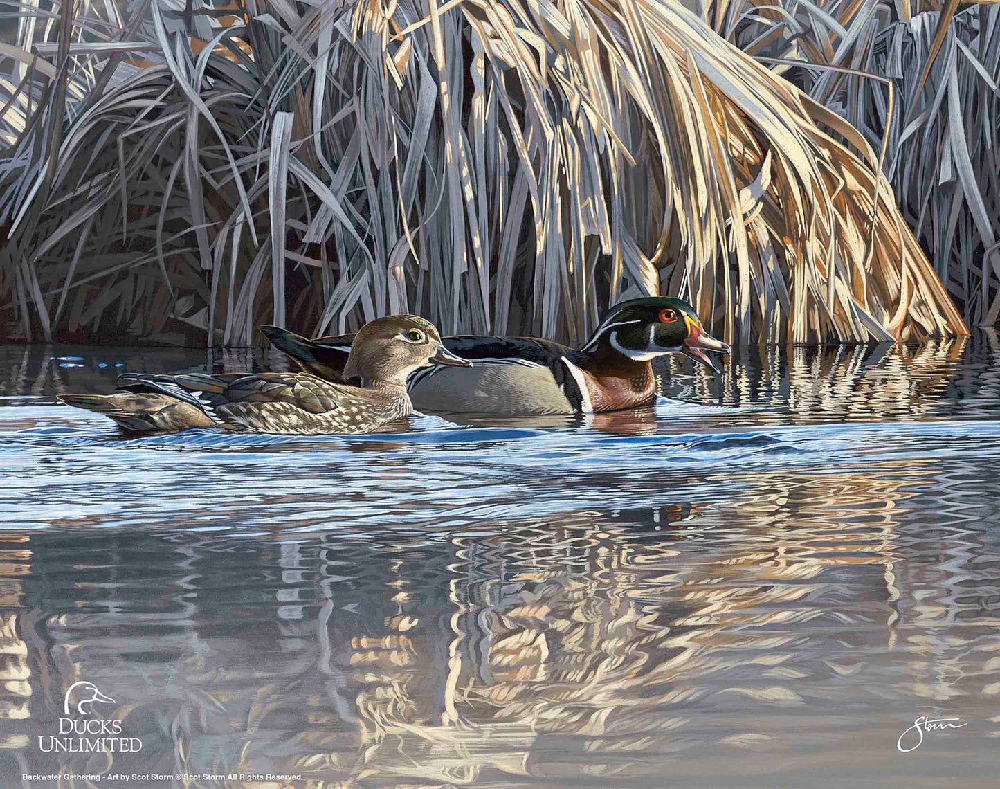 Backwater Gathering Art Prints - Official Ducks Unlimited Art