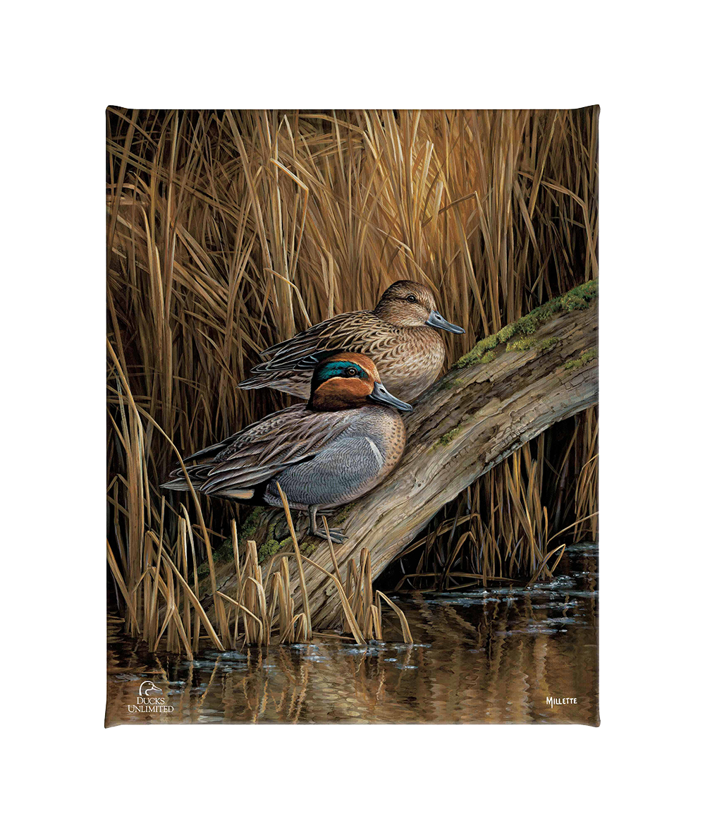 Backwaters - Green Winged Teal Gallery Wrapped Canvas - Official Ducks Unlimited  Art