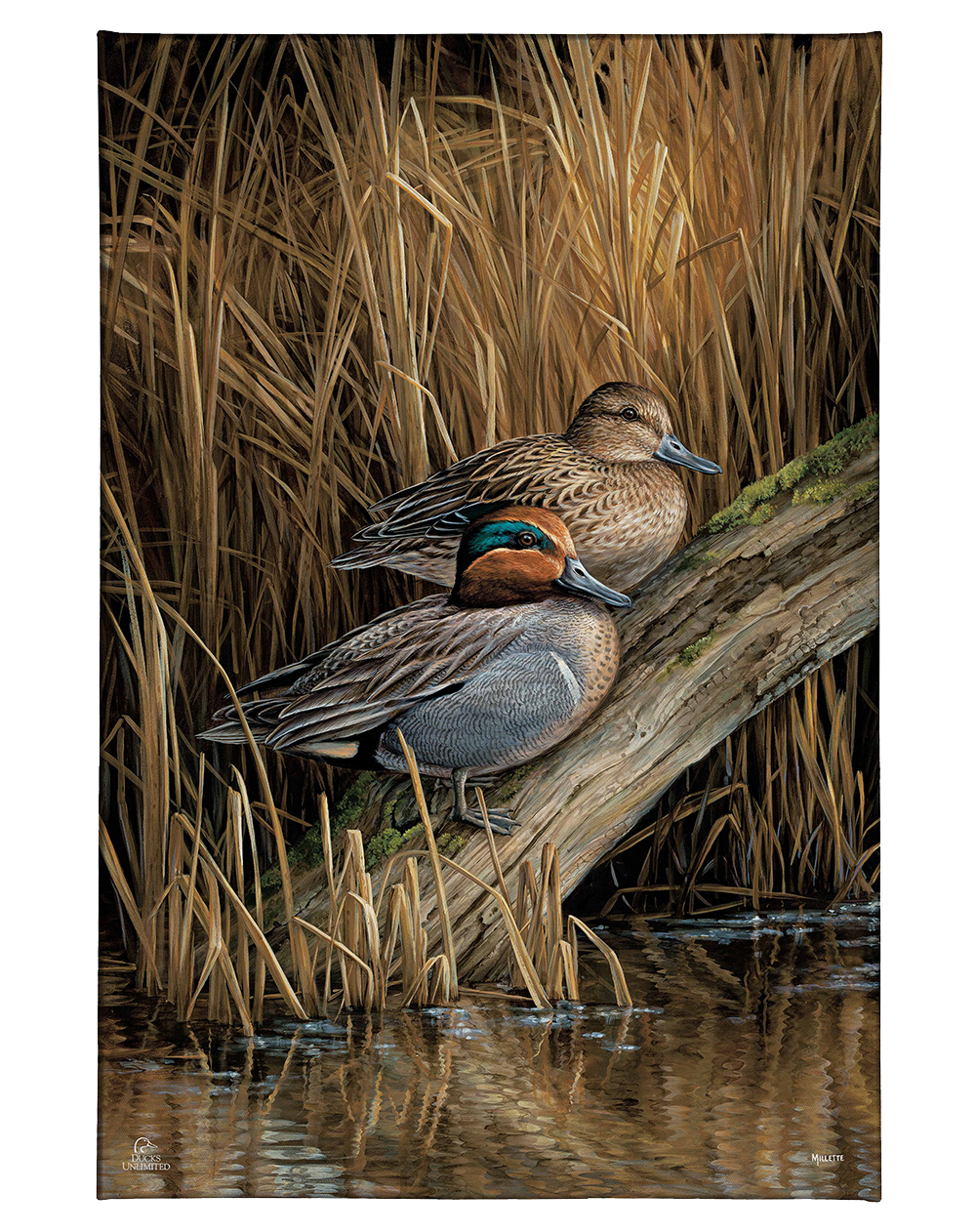 Backwaters - Green Winged Teal Gallery Wrapped Canvas - Official Ducks Unlimited  Art