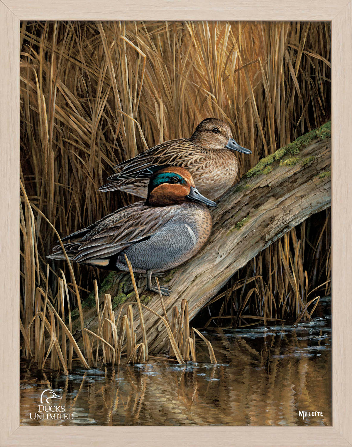 Backwaters - Green Winged Teal Art Prints - Official Ducks Unlimited  Art