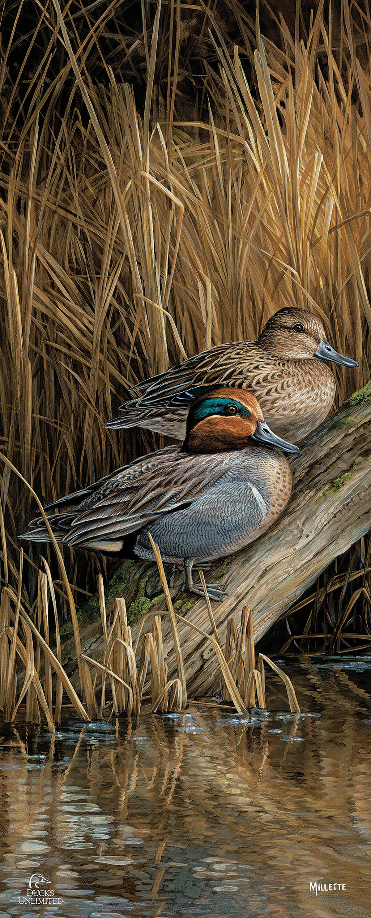 Backwaters - Green Winged Teal 12" x 30" Wood Sign - Official Ducks Unlimited Art