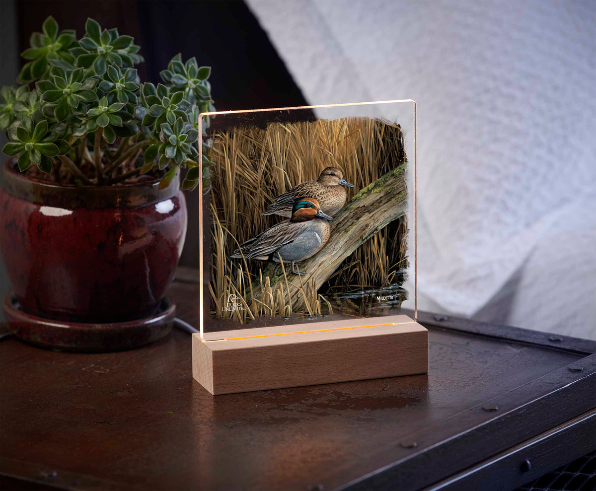 Backwaters - Green Winged Teal 6.37" x 6" Acrylic Night Light - Official Ducks Unlimited Art