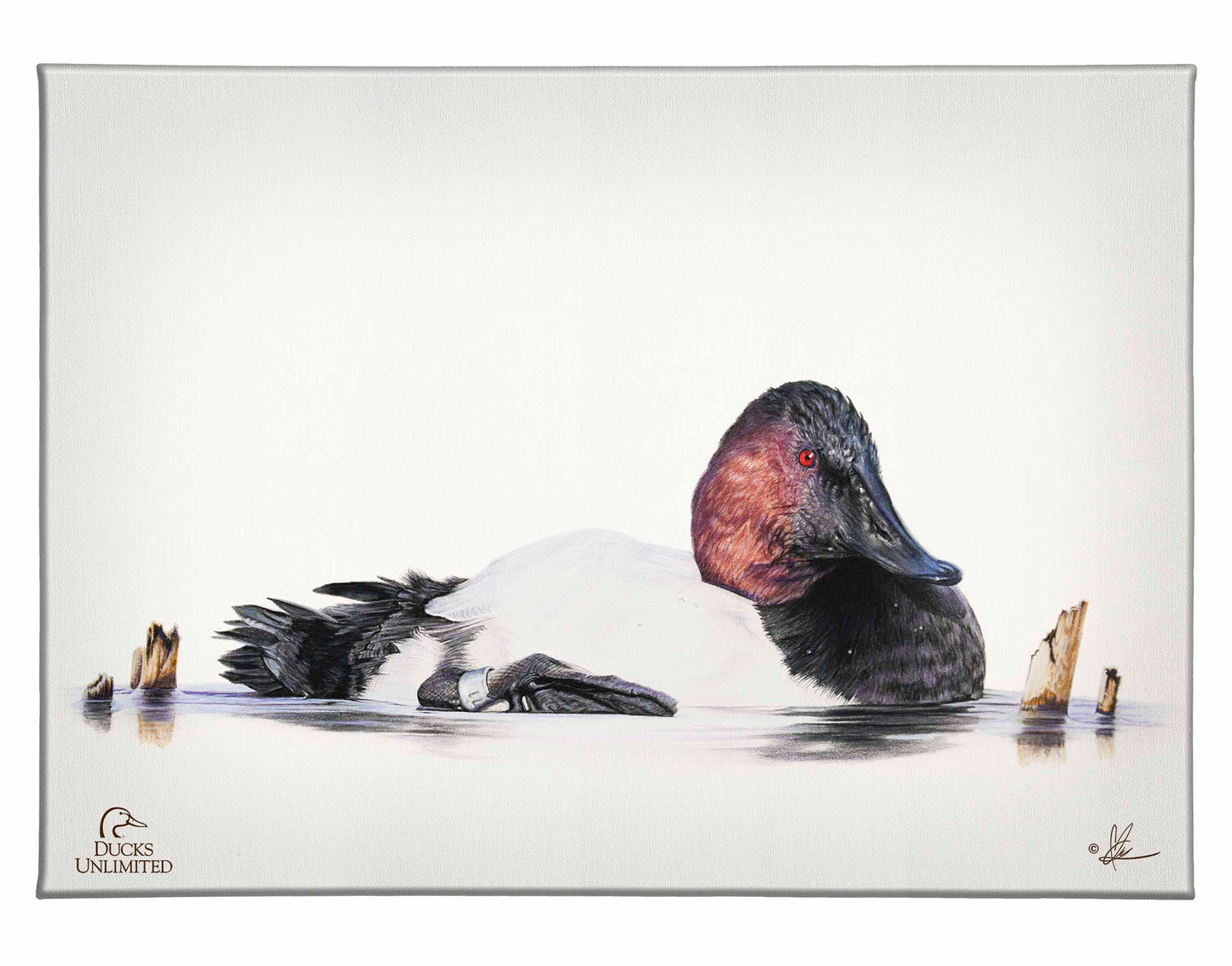 Banded Gallery Wrapped Canvas - Official Ducks Unlimited Art