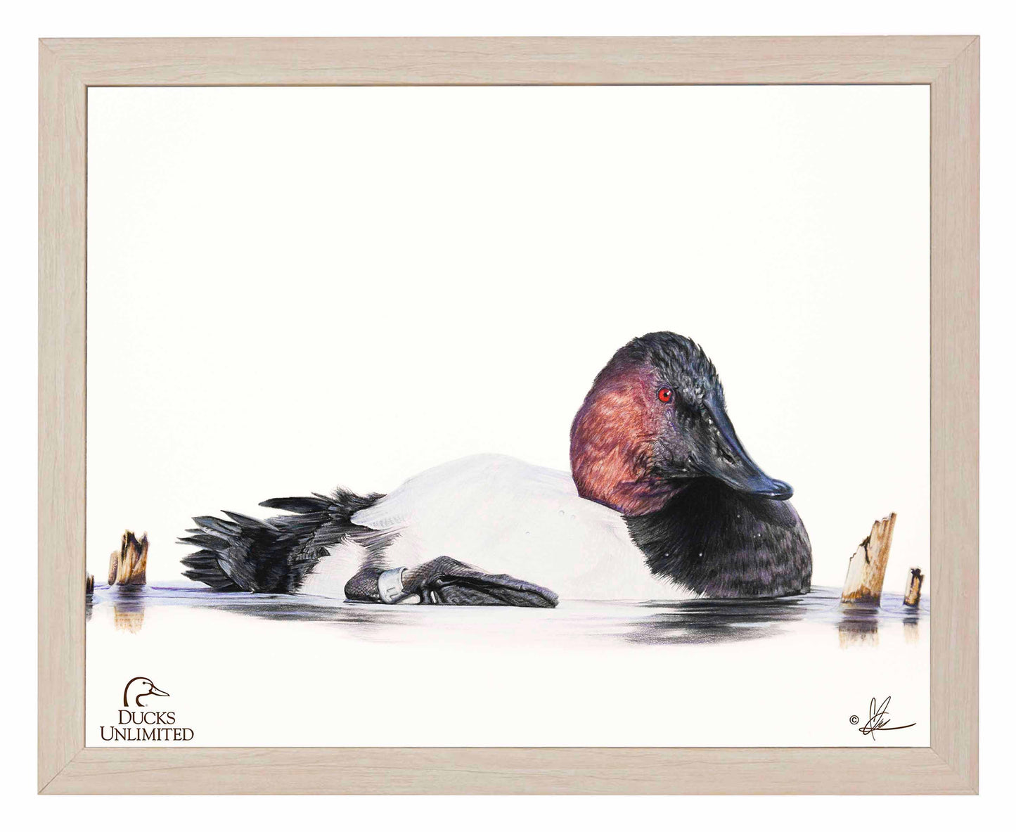 Banded Art Prints - Official Ducks Unlimited Art