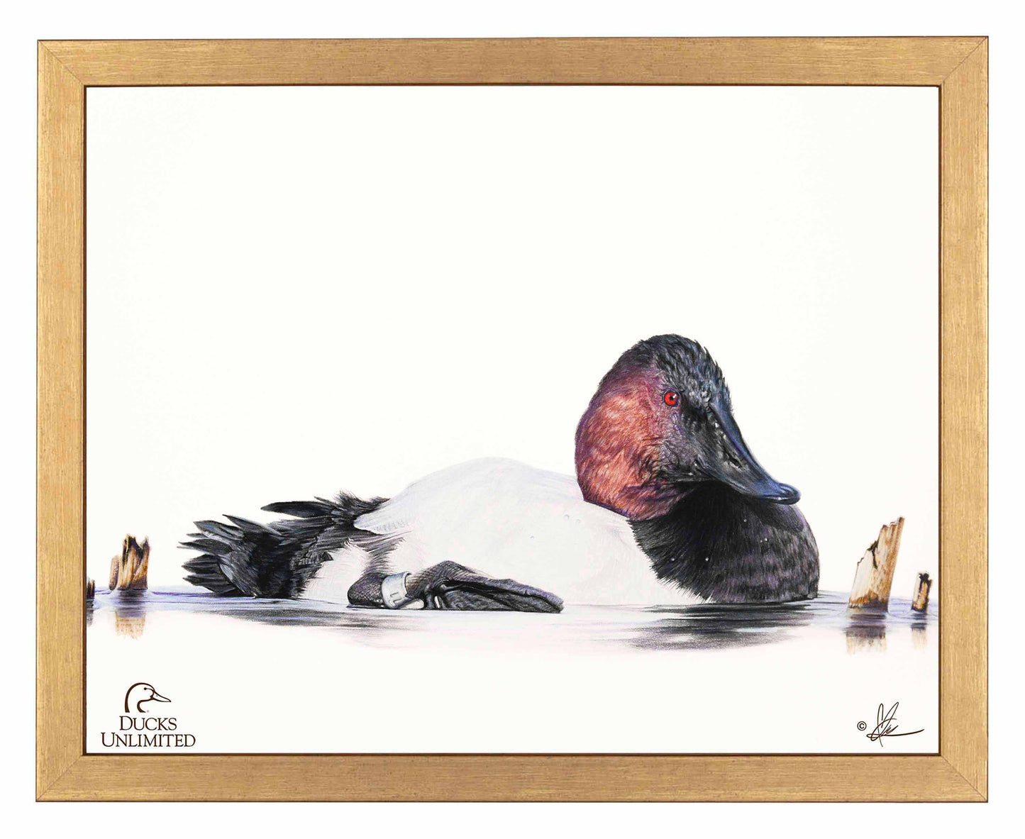 Banded Art Prints - Official Ducks Unlimited Art
