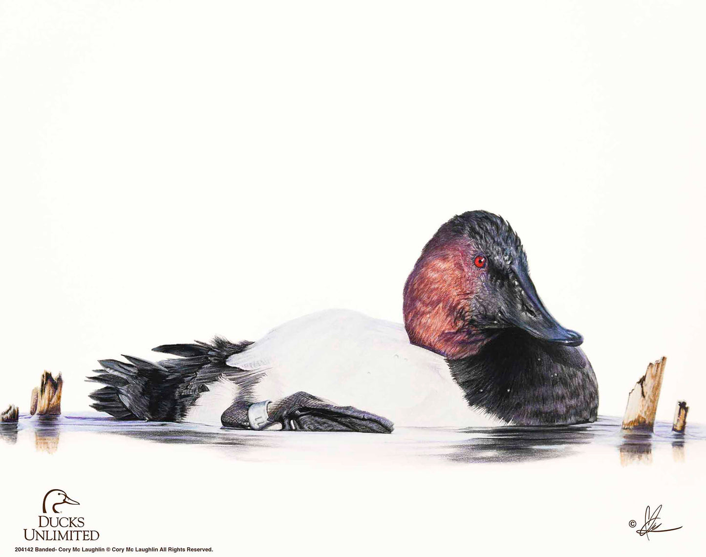 Banded Art Prints - Official Ducks Unlimited Art