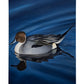 Calm Blue Water Gallery Wrapped Canvas - Official Ducks Unlimited Art