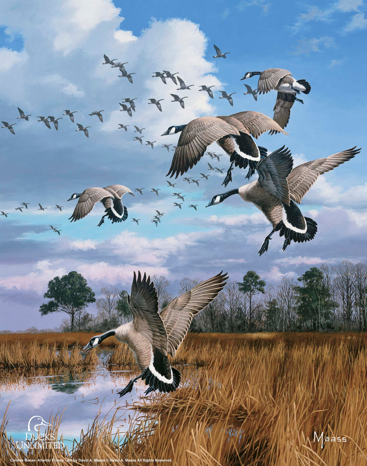 Canada Geese- Atlantic Flyway Art Prints - Official Ducks Unlimited Art