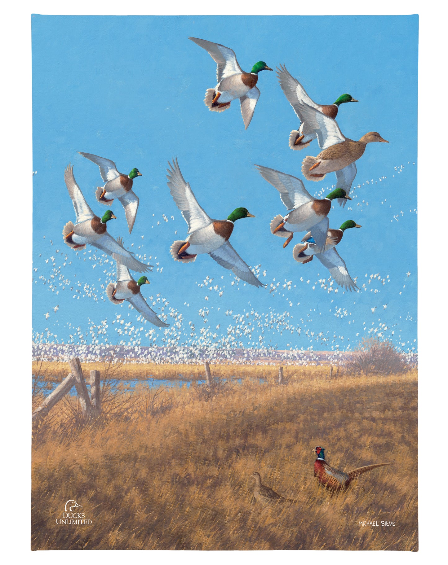 Courtship Flight - Mallard Gallery Wrapped Canvas - Official Ducks Unlimited Art
