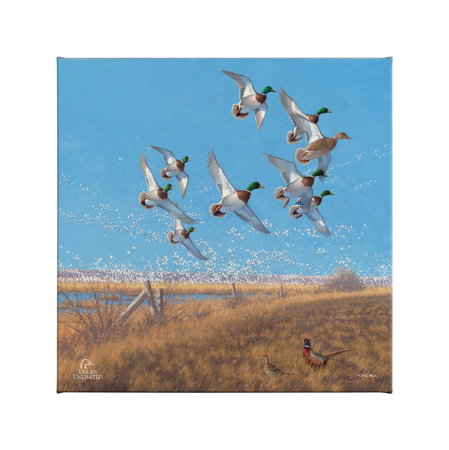 Courtship Flight - Mallard Gallery Wrapped Canvas - Official Ducks Unlimited Art