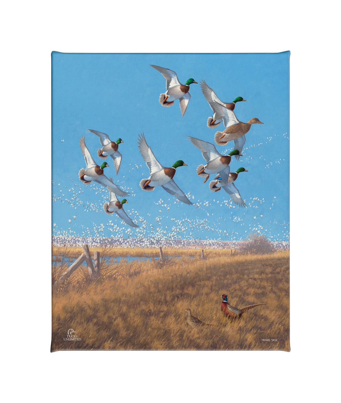 Courtship Flight - Mallard Gallery Wrapped Canvas - Official Ducks Unlimited Art