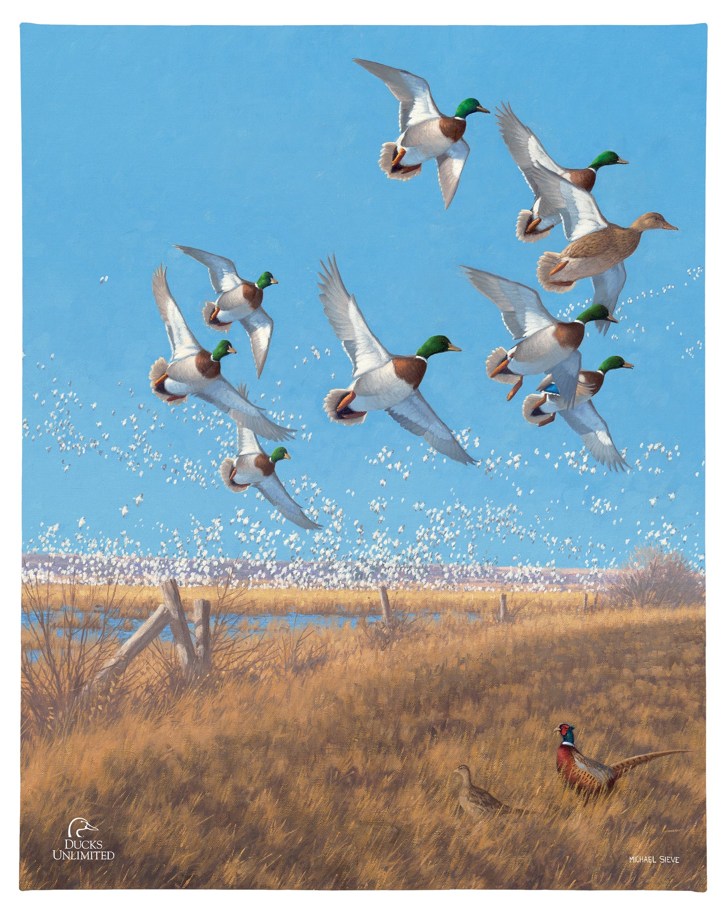 Courtship Flight - Mallard Gallery Wrapped Canvas - Official Ducks Unlimited Art