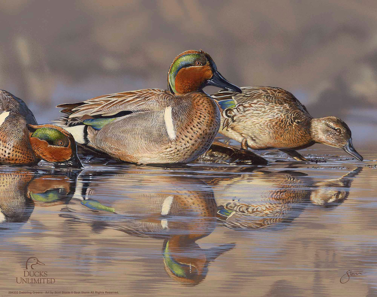 Dabbling Greens Art Prints - Official Ducks Unlimited Art