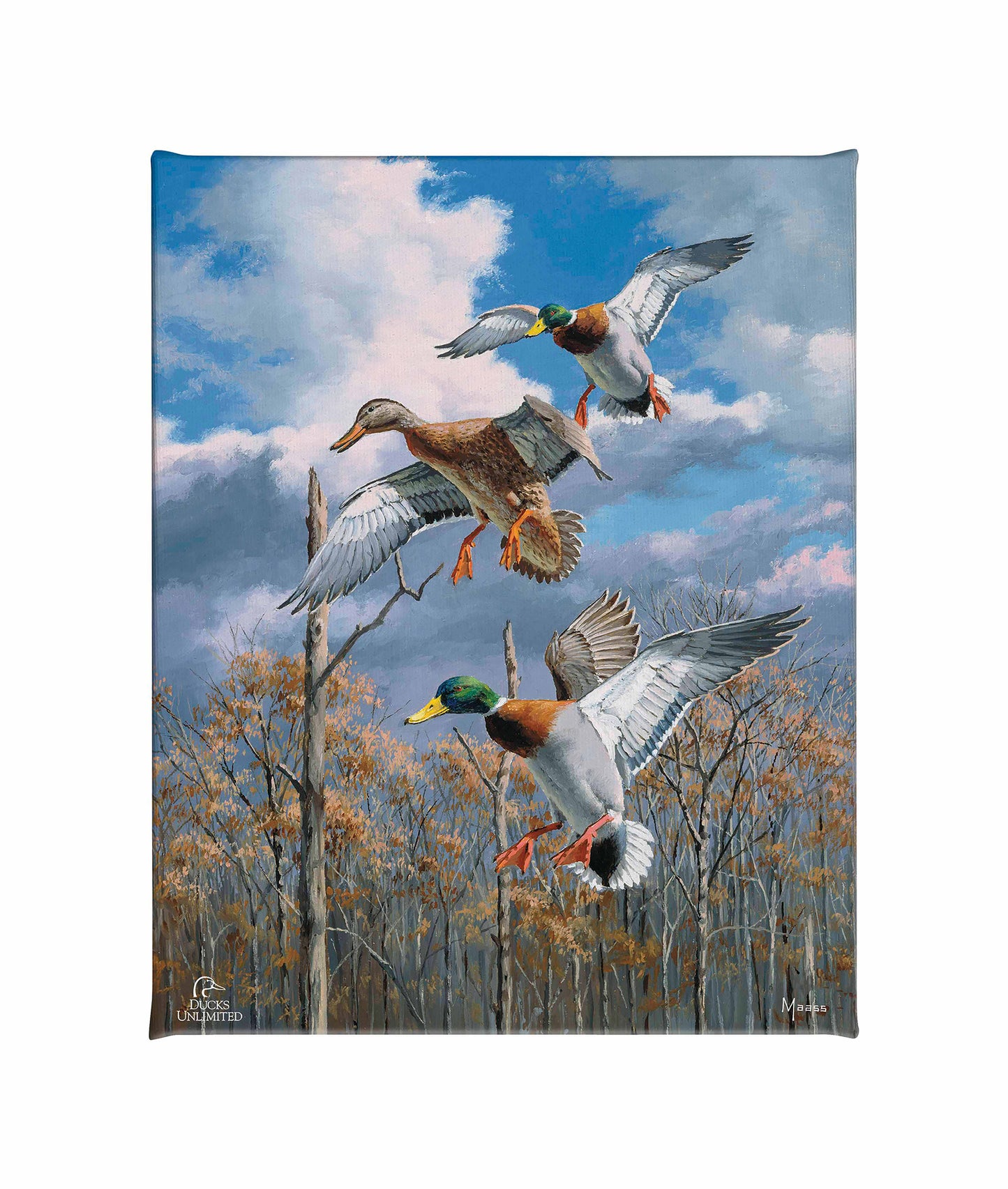 Descending Trio - Mallards Gallery Wrapped Canvas - Official Ducks Unlimited Art