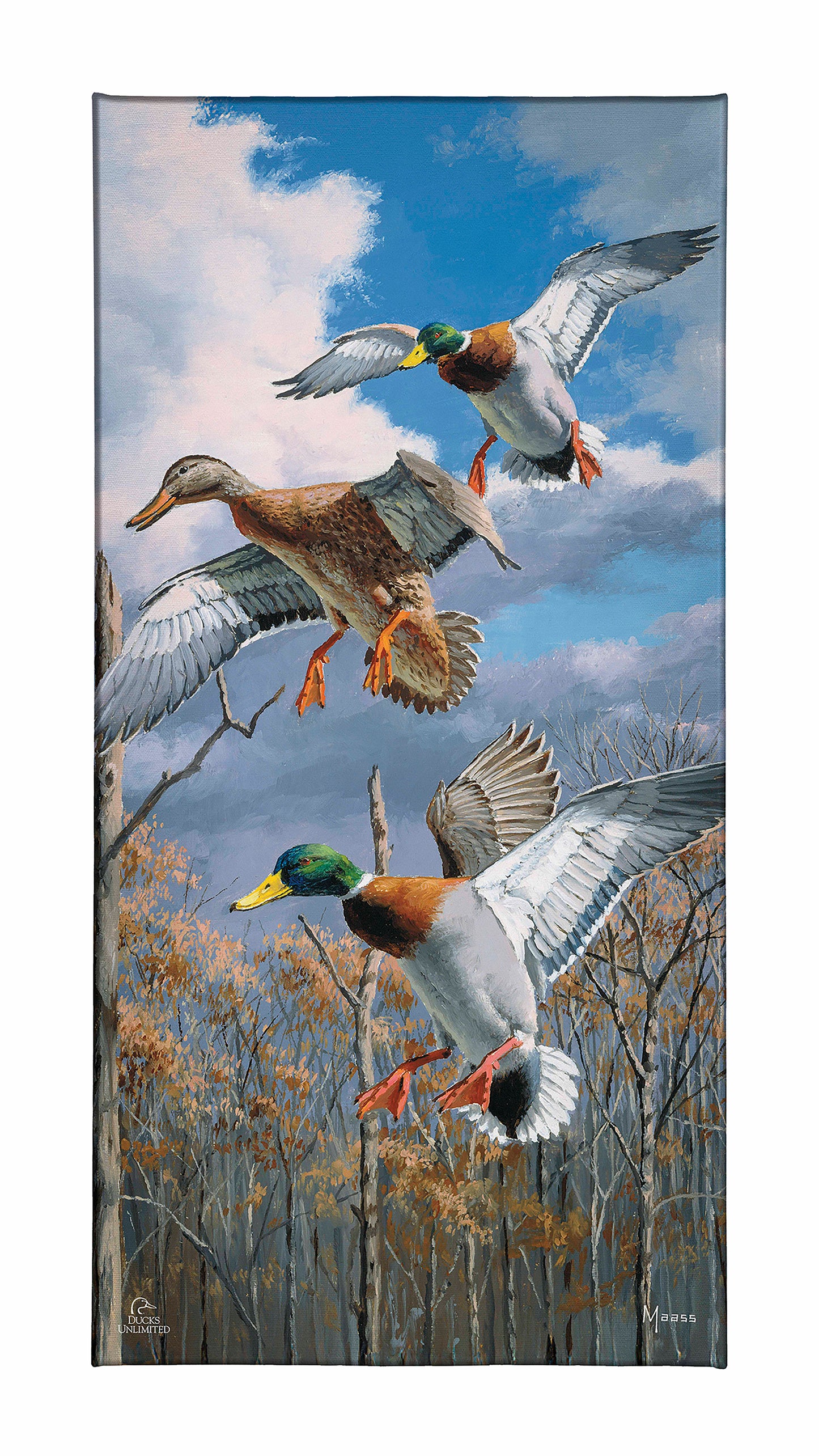 Descending Trio - Mallards Gallery Wrapped Canvas - Official Ducks Unlimited Art