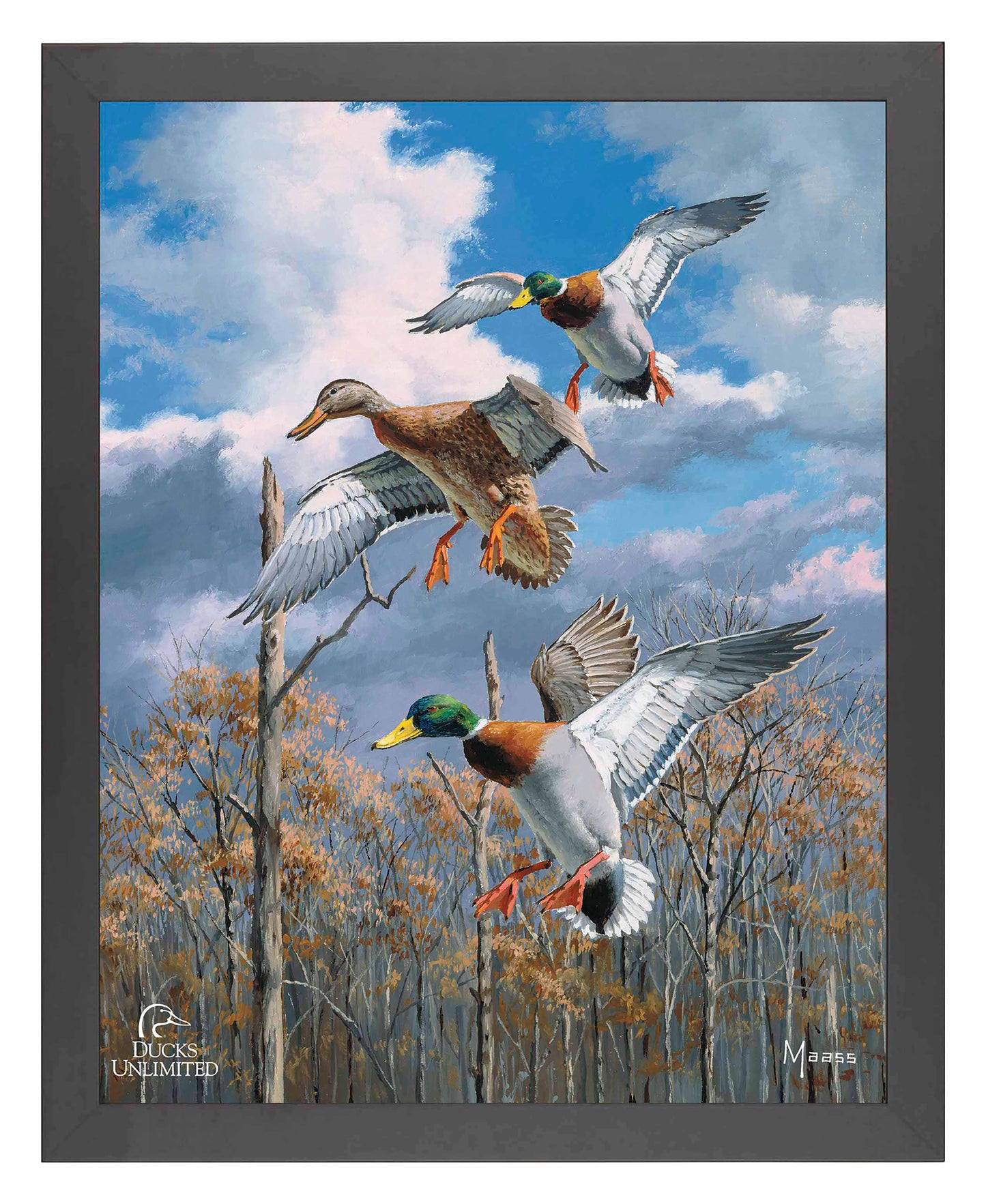 Descending Trio Mallards Art Prints - Official Ducks Unlimited Art
