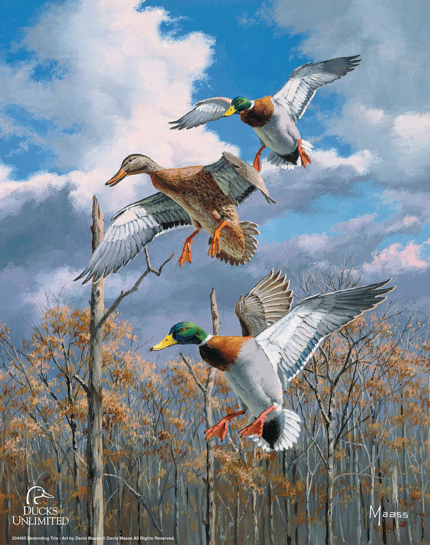 Descending Trio Mallards Art Prints - Official Ducks Unlimited Art