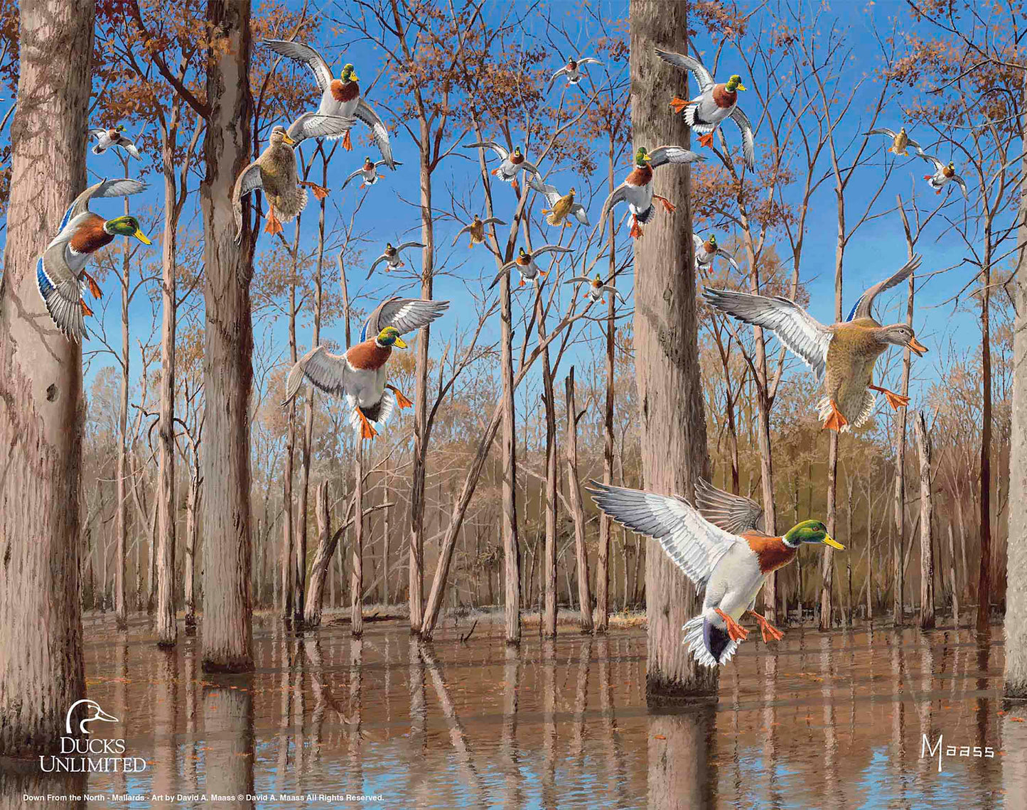 Down from the North - Mallards Art Prints - Official Ducks Unlimited Art