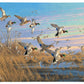 Dropping in Mallards Gallery Wrapped Canvas - Official Ducks Unlimited Art