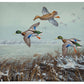 Finding Open Water - Mallards Gallery Wrapped Canvas - Official Ducks Unlimited Art