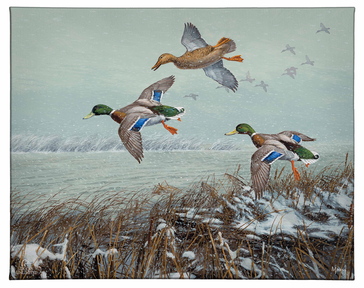 Finding Open Water - Mallards Gallery Wrapped Canvas - Official Ducks Unlimited Art