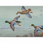 Finding Open Water - Mallards Gallery Wrapped Canvas - Official Ducks Unlimited Art