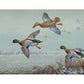 Finding Open Water - Mallards Gallery Wrapped Canvas - Official Ducks Unlimited Art