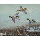 Finding Open Water - Mallards Gallery Wrapped Canvas - Official Ducks Unlimited Art