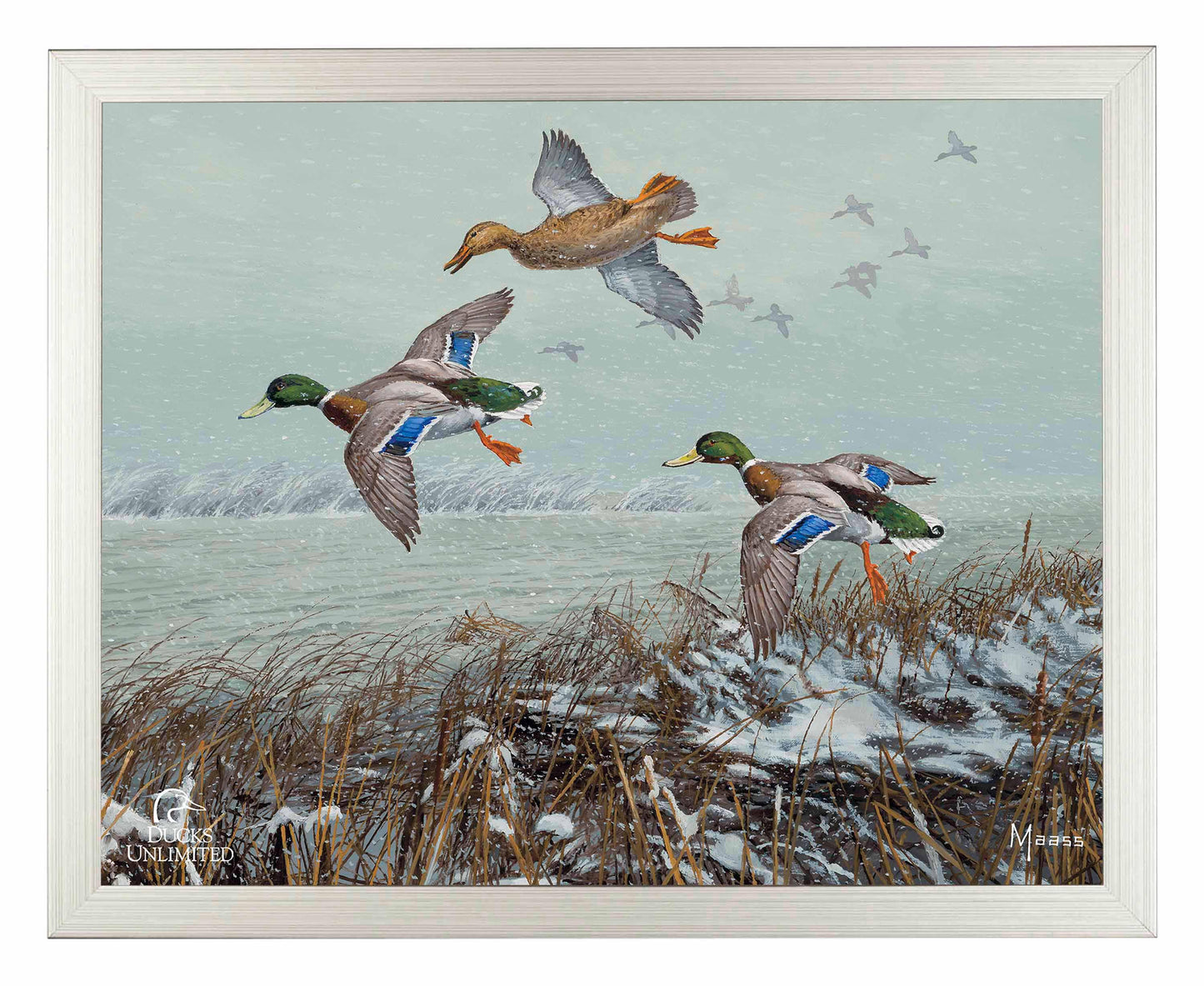 Finding Open Water Mallards Art Prints - Official Ducks Unlimited Art