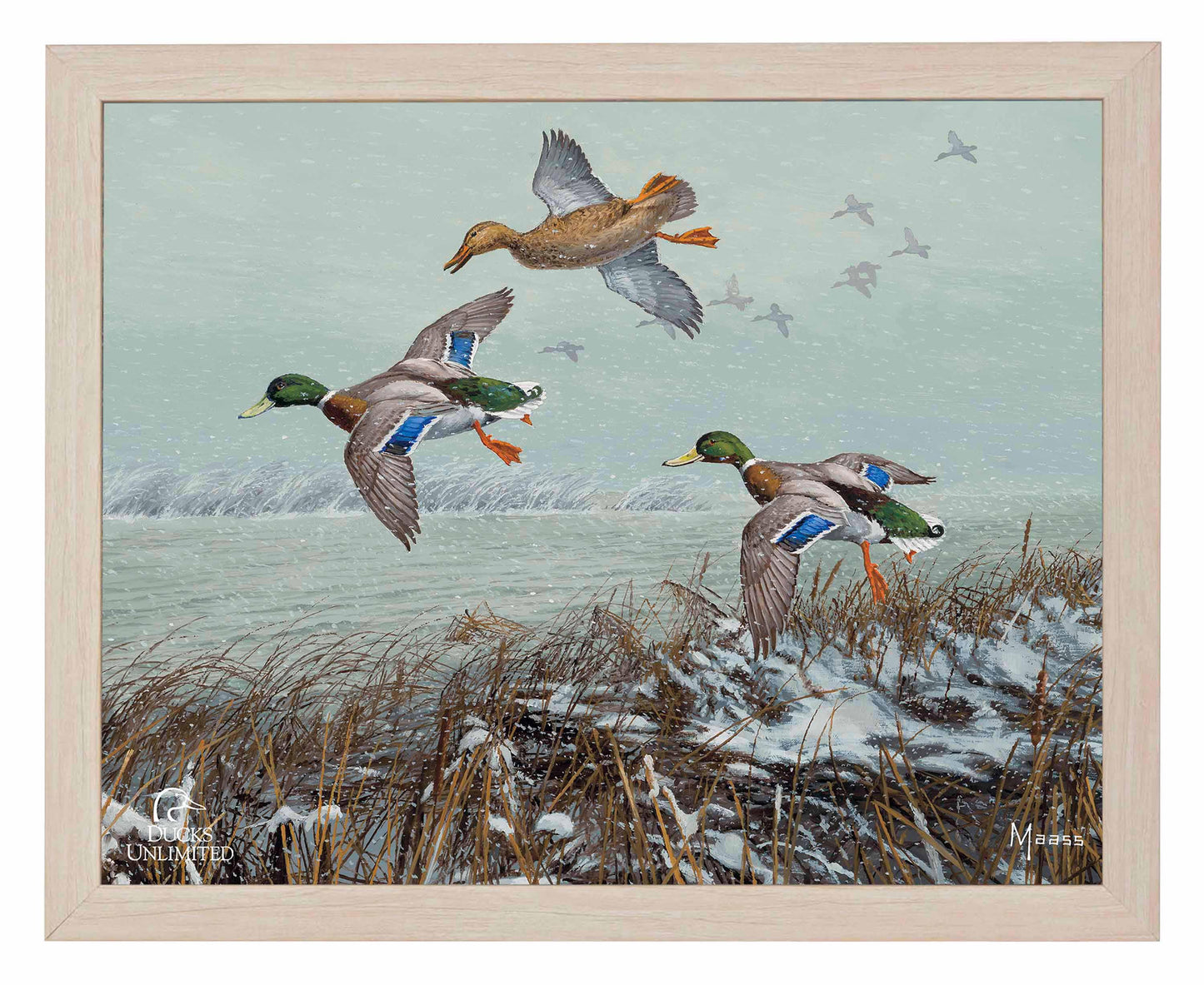 Finding Open Water Mallards Art Prints - Official Ducks Unlimited Art
