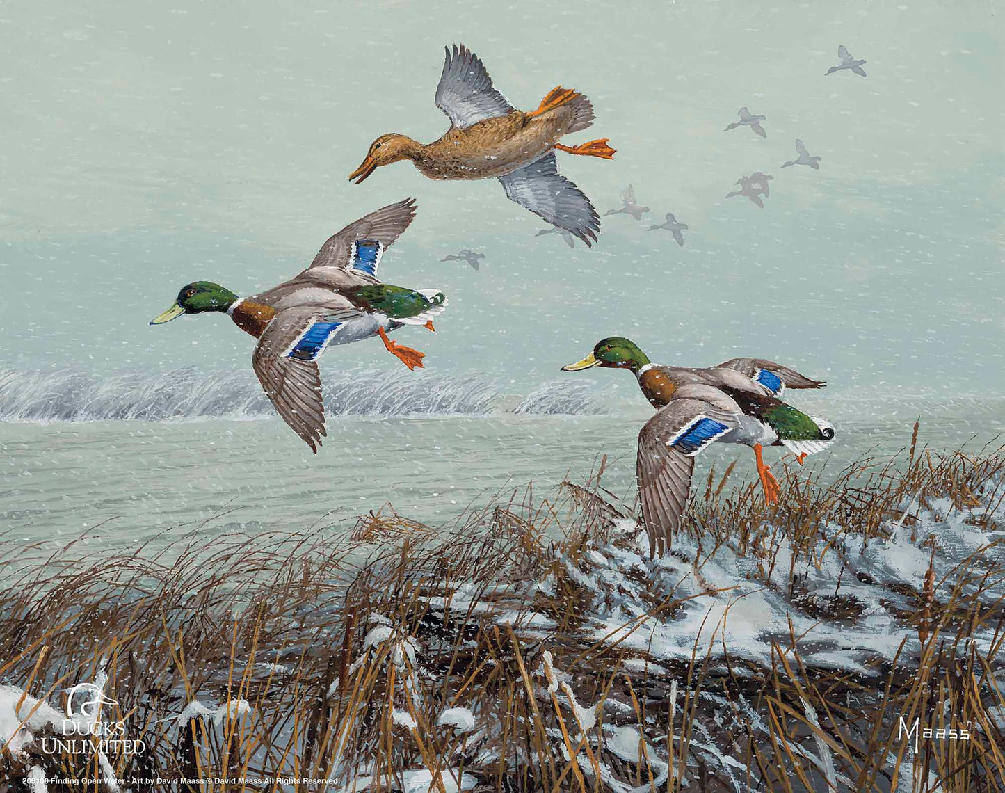Finding Open Water Mallards Art Prints - Official Ducks Unlimited Art
