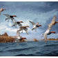 Fruits of Your Labor - Canvasbacks Gallery Wrapped Canvas - Official Ducks Unlimited Art