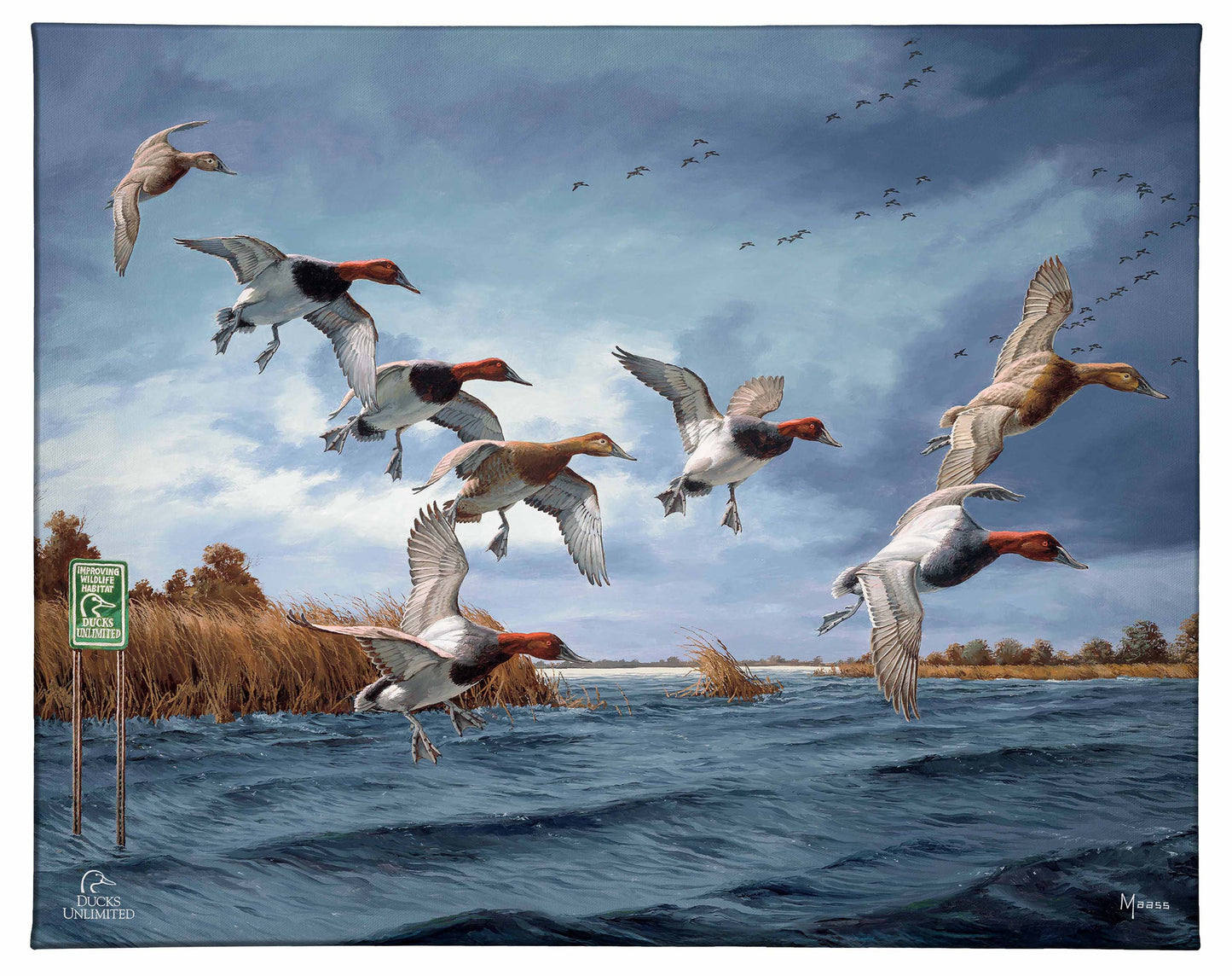 Fruits of Your Labor - Canvasbacks Gallery Wrapped Canvas - Official Ducks Unlimited Art