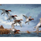 Fruits of Your Labor - Canvasbacks Gallery Wrapped Canvas - Official Ducks Unlimited Art