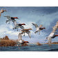 Fruits of Your Labor - Canvasbacks Gallery Wrapped Canvas - Official Ducks Unlimited Art
