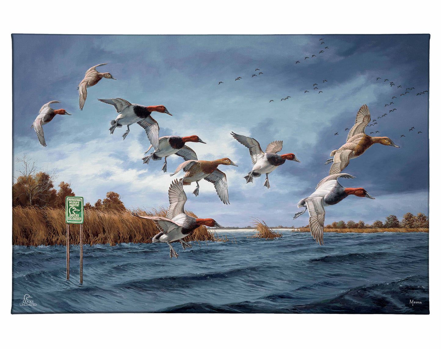 Fruits of Your Labor - Canvasbacks Gallery Wrapped Canvas - Official Ducks Unlimited Art
