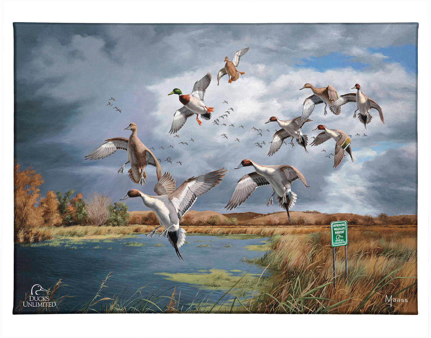 Fruits of Your Labor - Pintails and Mallards Gallery Wrapped Canvas - Official Ducks Unlimited Art