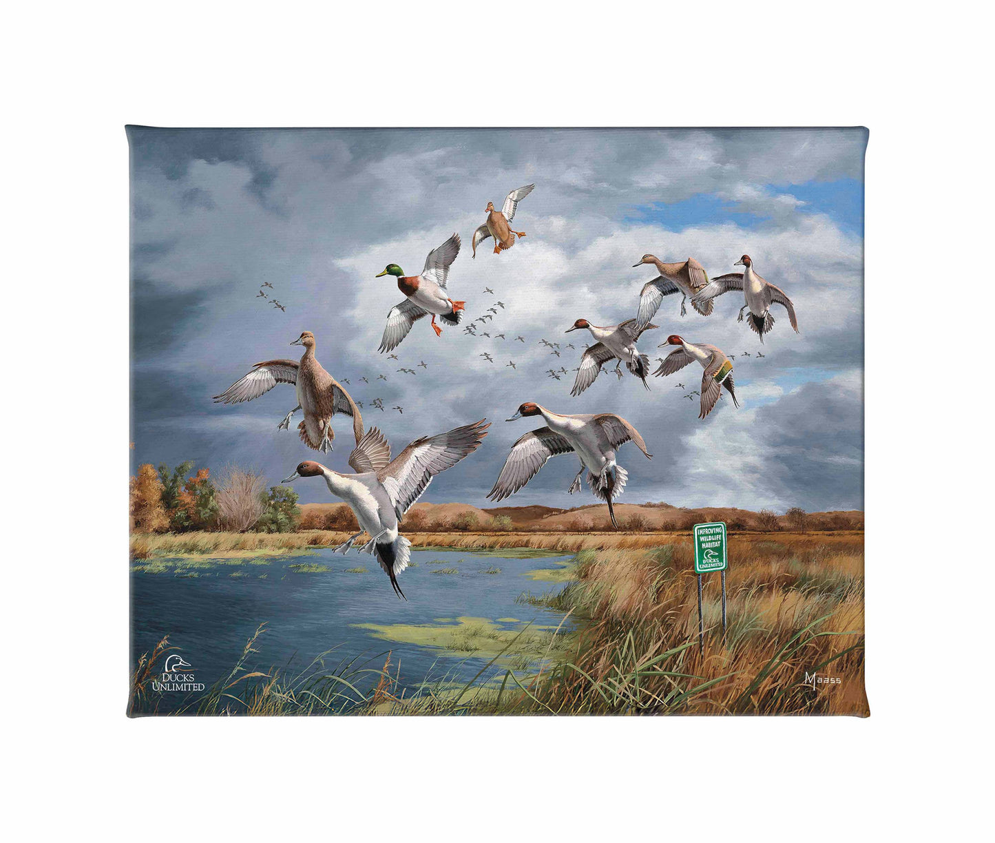 Fruits of Your Labor - Pintails and Mallards Gallery Wrapped Canvas - Official Ducks Unlimited Art