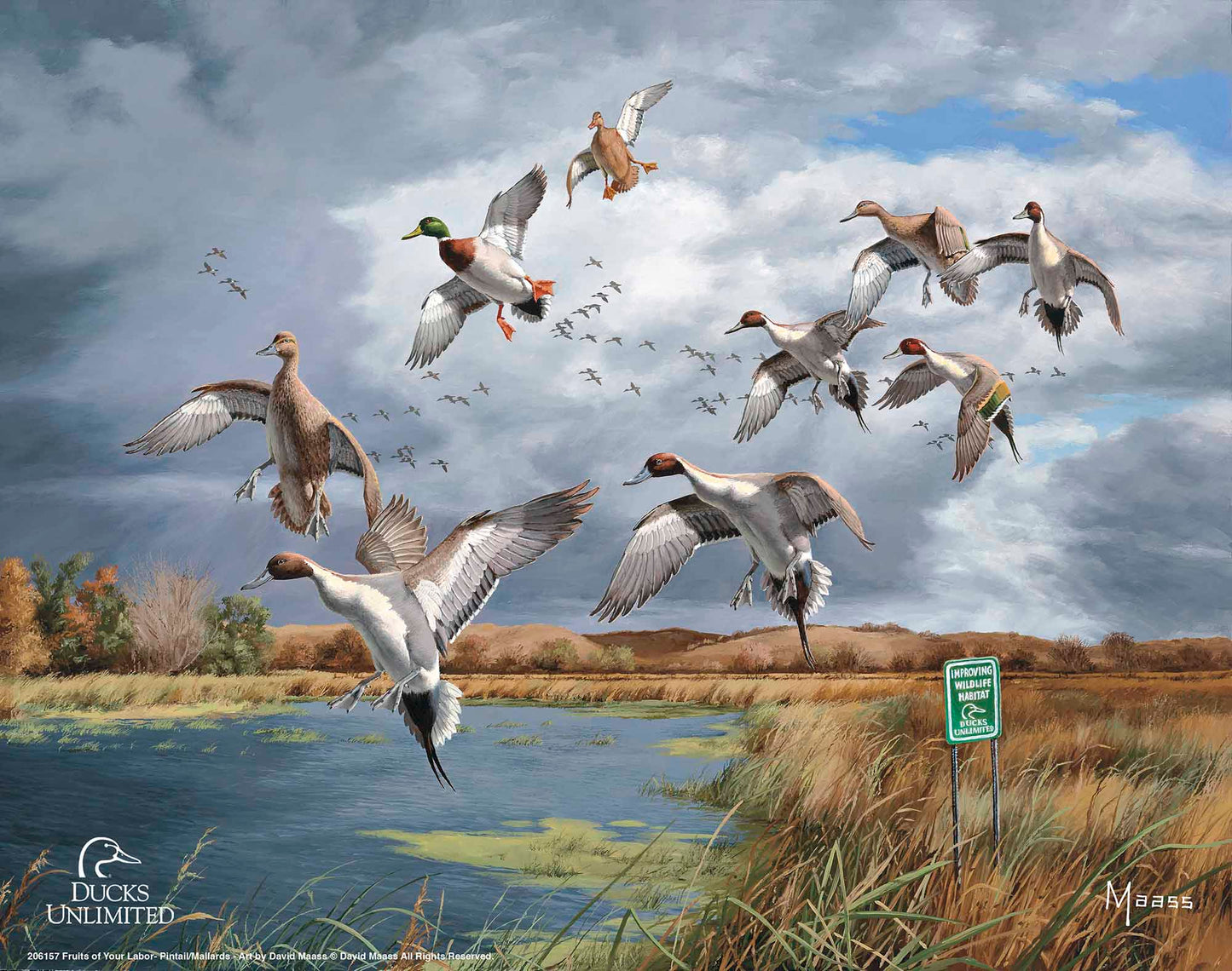 Fruits of Your Labor Pintails and Mallards Art Prints - Official Ducks Unlimited Art