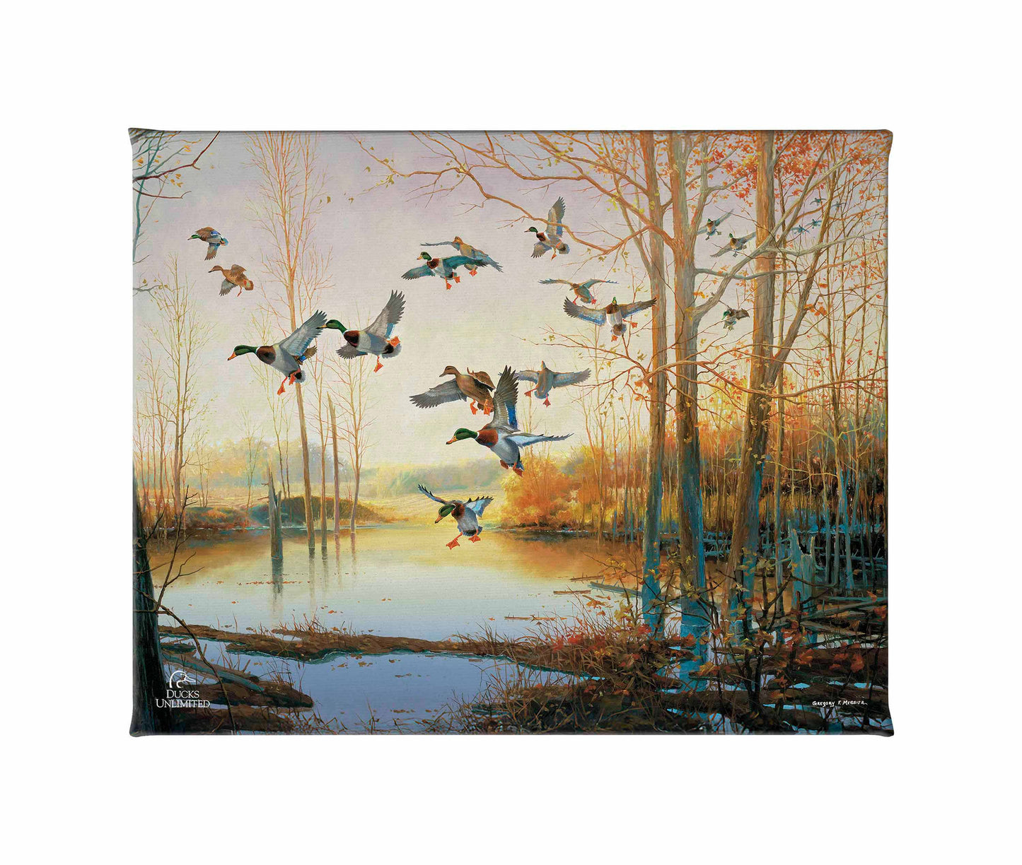 Graceful Descent Gallery Wrapped Canvas - Official Ducks Unlimited Art